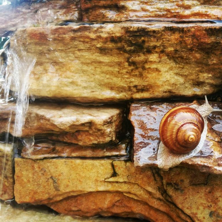 Pensiunea Nimbus Arad Exterior foto